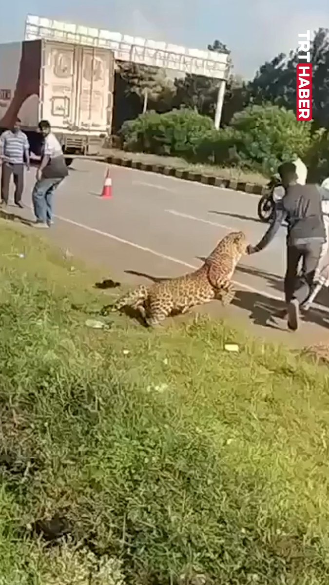 Hindistan'da yaralı leopara yardım etmek isteyen insanlar, leoparın saldırısına uğradı.