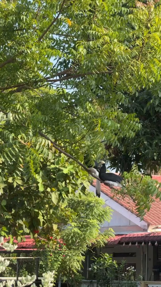 Ingat burung Enggang ni ada di Sabah je, rupanya ada juga di Melaka. Katanya ni enggang papan, memang dkt semenanjung ada, kalau borneo tu kita panggil enggang badak (rhinoceros hornbill), sebab burung tu memang jumpa di borneo saja. Kredit : is_rifqi