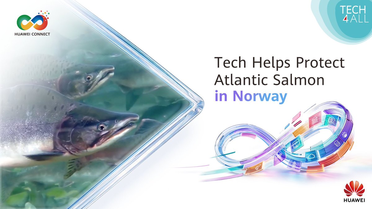 Atlantic salmon are vital to Norway's culture and livelihoods. A world-first intelligent salmon filtering system uses underwater cameras to help identify invasive species and protect river ecosystems. Stay tuned for more TECH4ALL initiatives at Huawei Connect 2026 in Shanghai.