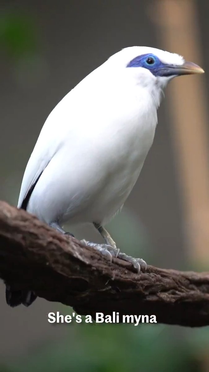 One of the rarest birds in the world lives right here in Oregon.