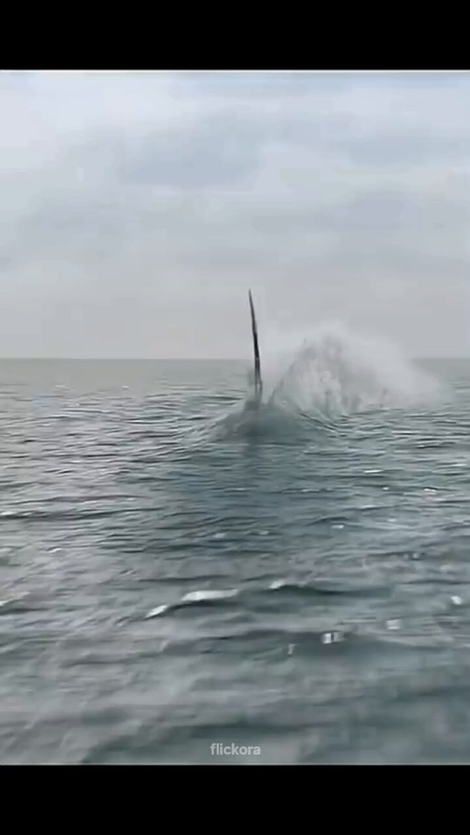This scene was everything for me 🎬🌊🦈