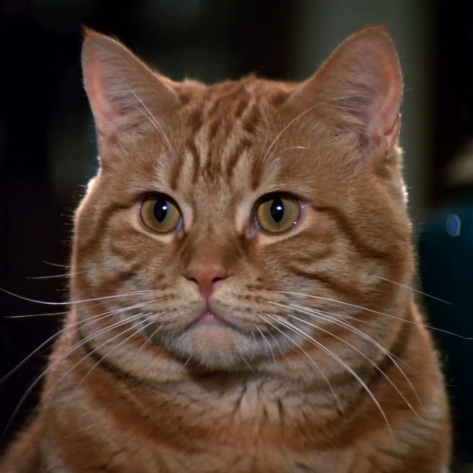What do you call a cat with eight legs?