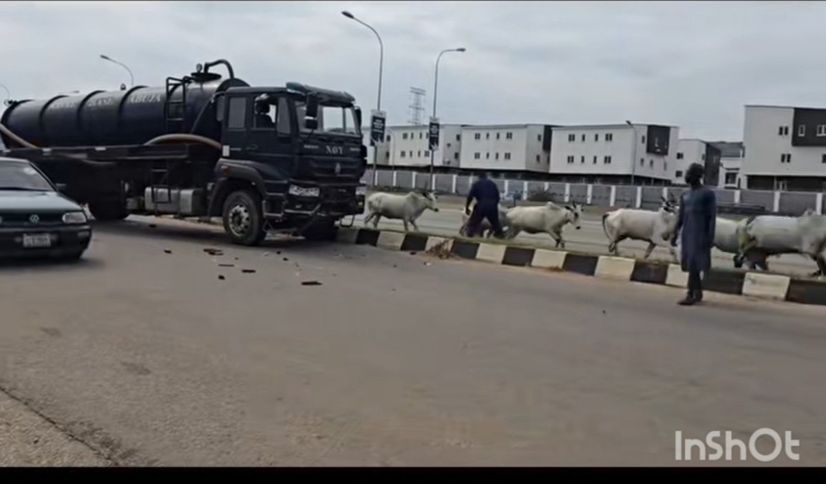 “Let’s hold like three cows.” Moment motorists involved in an acc!dent in Abuja, reportedly caused by cows, attempted to hold one of the cows in compensation for the damage to their car.