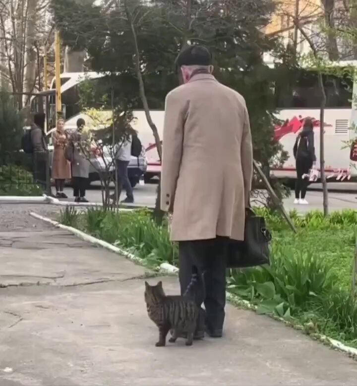 If you're a cat person, cats can smell it.