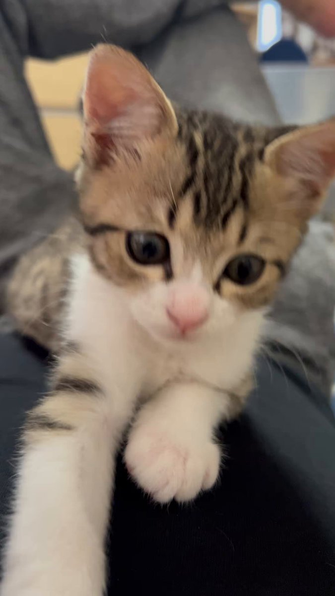 冗談抜きで世界一可愛いネコみて コイツ捨て猫やったんやで()