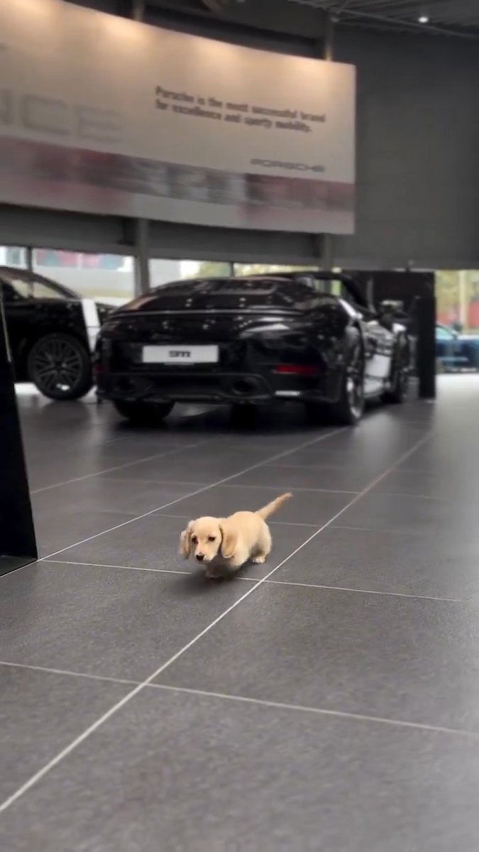 smol cutie 🐕💛