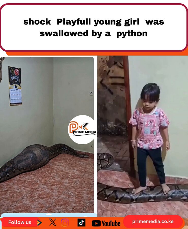 shock Playful young girl was swallowed by a python snake
