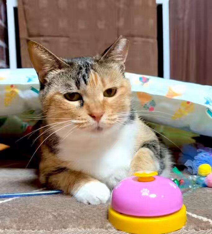 遥々熊本からやって来た、ちょろみちゃん😽💕 3〜4歳くらいの女の子✨ この表情たまらなく可愛い💕 甘えん坊さんで、なでなでが大好き💕 ブラッシングも大好きな、愛されキャラのちょろみちゃんです🥰 9月12日の譲渡会に参加します✨ 熊本から東京へ、幸せを探す旅にやって来ました🍀 ちょろみちゃんのことを猫ファーストで考え、終生家族として大切にしてくださる里親さんお待ちしております✨