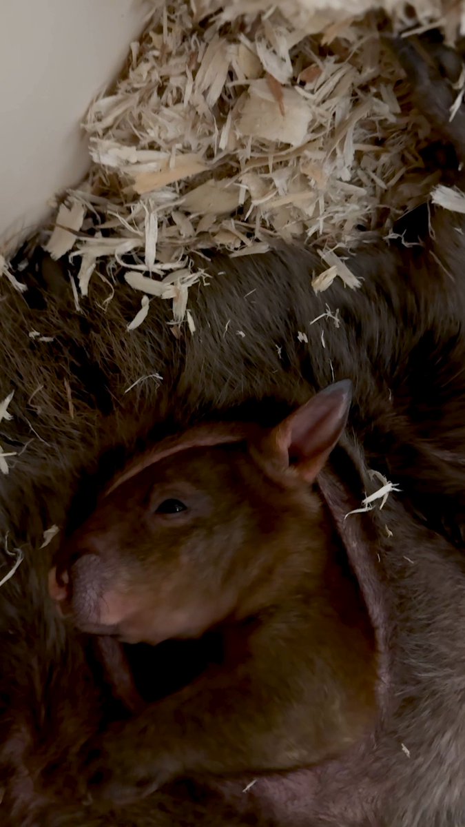 It’s a GIRL! 💕 After months of catching little glimpses, tiny paws and plenty of pouch-side moments, our team has officially confirmed that the southern hairy-nosed wombat joey in our care is female 🇦🇺 Read more about this special addition to your Toronto Zoo' Australasia Pavilion ⬇️