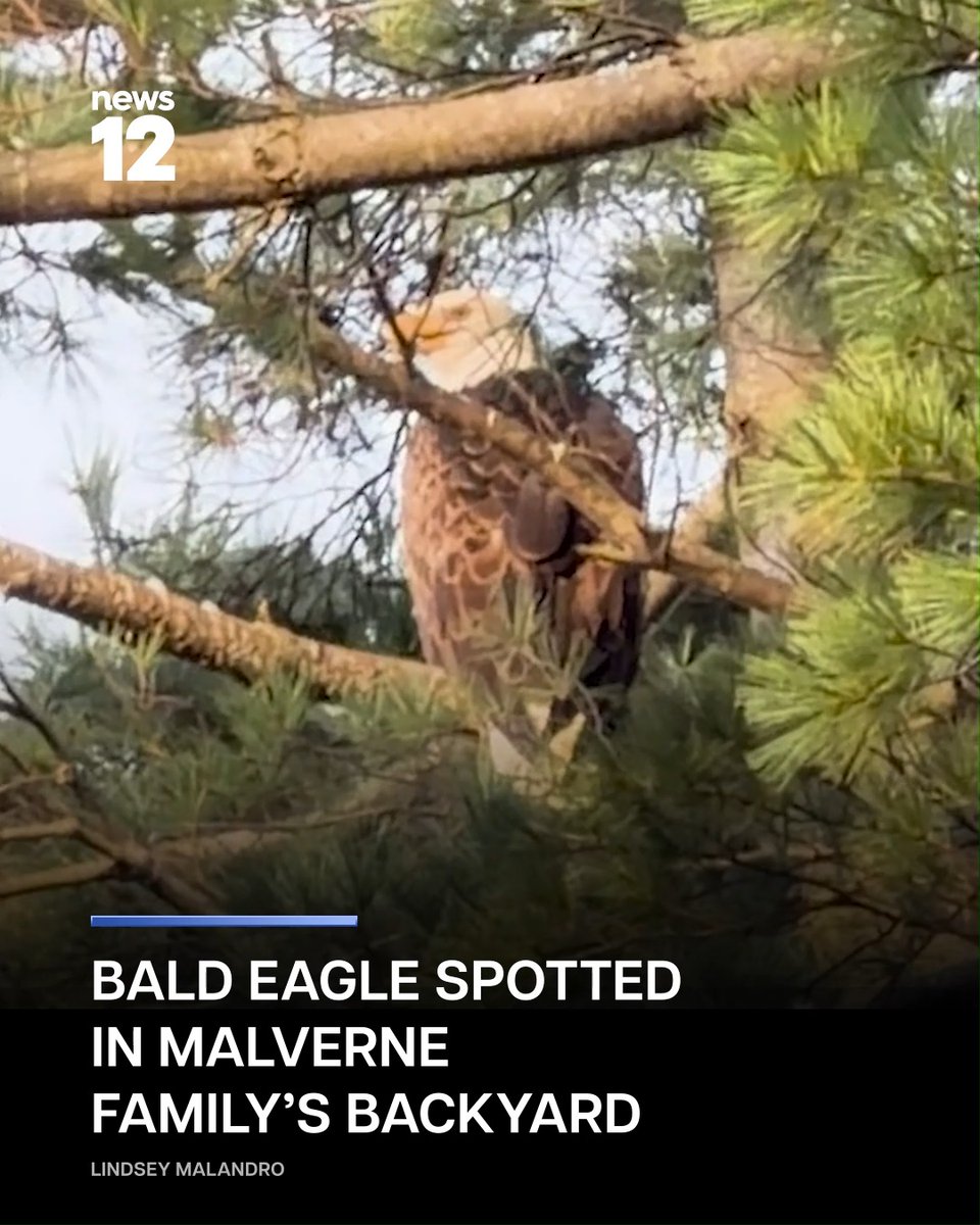 BALD EAGLE SPOTTED: One family got quite the sight in the sky in their own backyard when a bald eagle began circling overhead as they were eating dinner outside. - #LongIsland #baldeagle #wildlife
