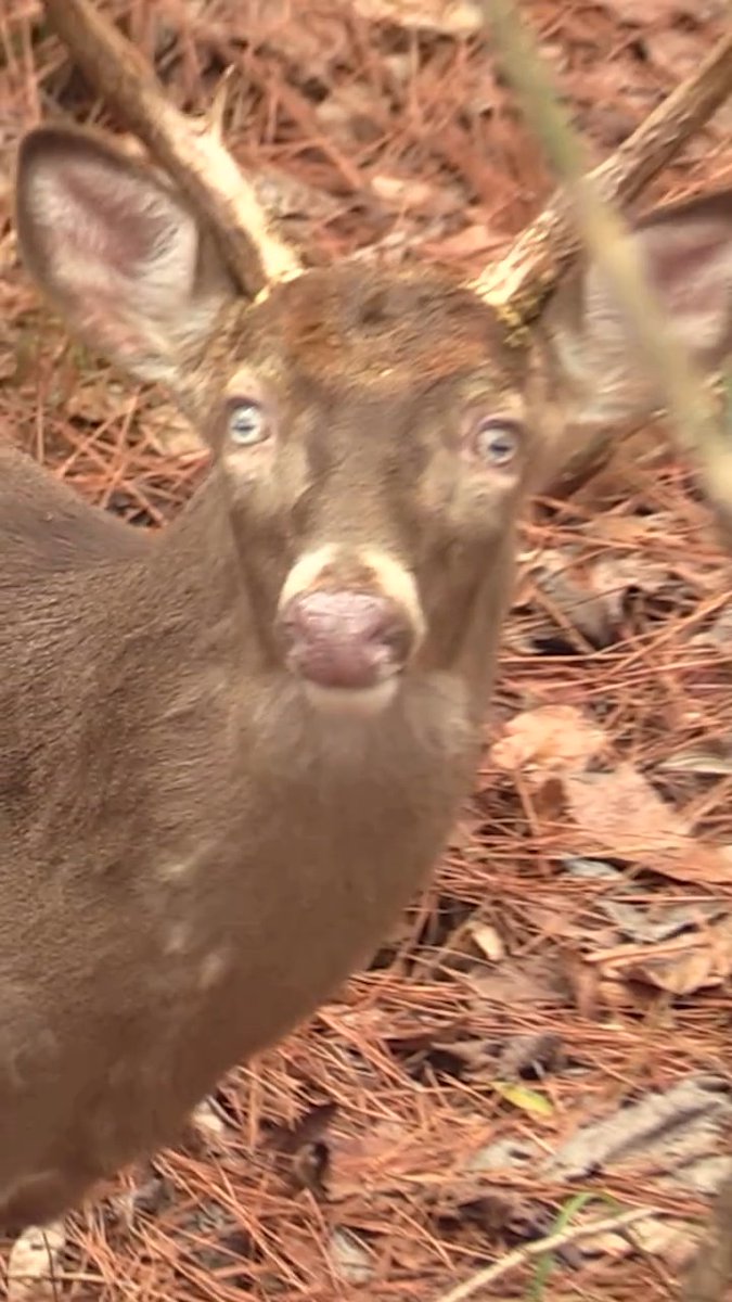 Pretty wild encounter of a very unique buck. Have you ever seen one like this? 👀👀 📸@mr_hunts_ #FindYourAdventure #outdoors #hunting #deer #whitetail