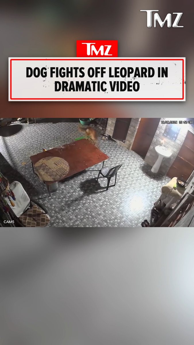 😳 A dog’s nap turned into a terrifying showdown after a leopard snuck into a courtyard in India and attacked the pup. 🎥: Aloysius Fernandes/Harrisons