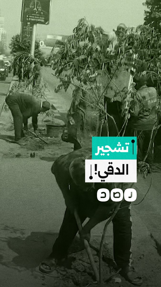 “استبدال الأشجار المعمرة بـ "شتلات”.. مشاهد لـ أعمال تشجير شارع النيل بحي الدقي