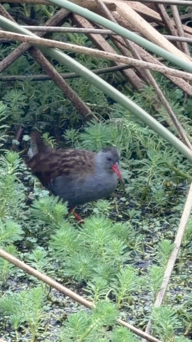 Mientras el bogotano promedio ignora la riqueza de sus humedales, un grupo de daneses viaja miles de kilómetros solo para esto. 🇩🇰✈️🇨🇴 No vinieron por palomas ni copetones; vinieron a buscar lo único, lo nuestro: la Tingua Bogotana (Rallus semiplumbeus), una joya endémica. Ellos valoran nuestra biodiversidad y ecosistemas más que nosotros mismos. ¡Qué gran lección de aprecio por nuestra naturaleza! "Welcome to Colombia! Showing the endemic wonders to our friends from Denmark. !Un honor guiarlos! Jens Godtfredsen 🇩🇰 Bogotá Turismo Bogota Birding & Colombia Wildlife Tours