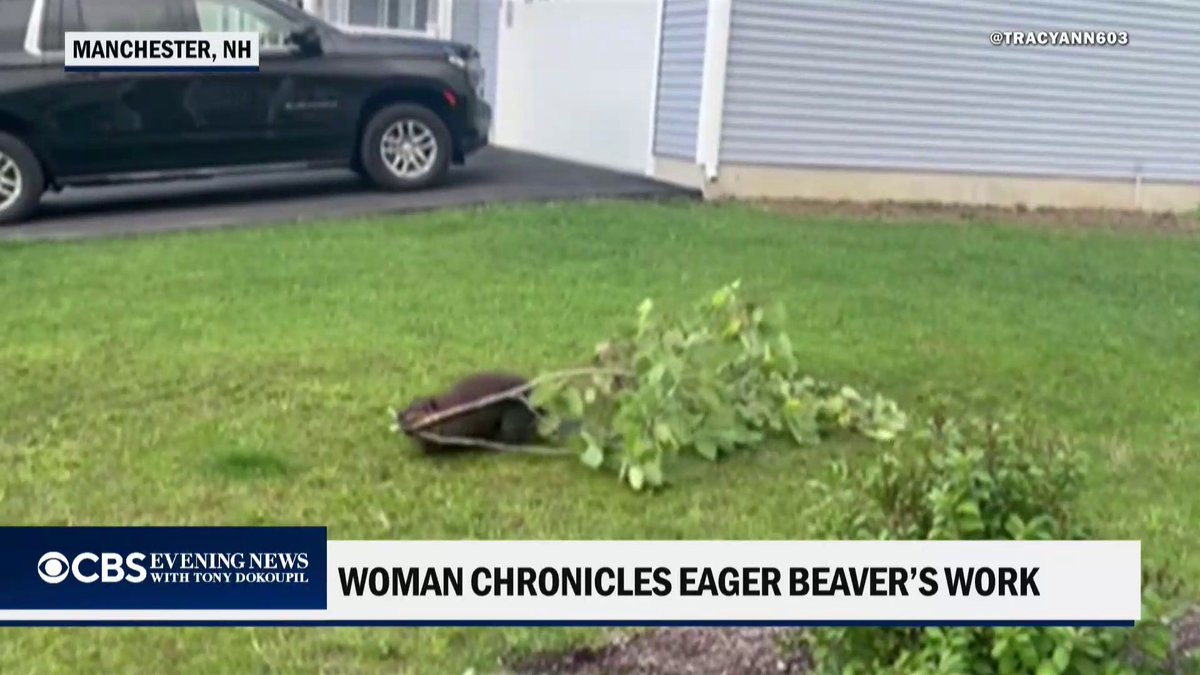 A woman in New Hampshire spotted a beaver stealing bits and pieces of her trees each day to build its own dam.