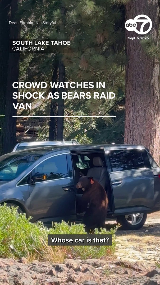 A crowd watched on as a mischievous bear in South Lake Tahoe opened a van and stole a sports drink from inside. 😅