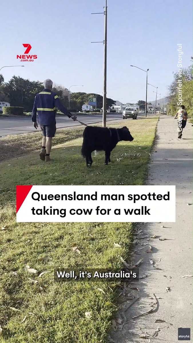 This Rockhampton man was filmed taking his cow for some exercise last month. The pair were spotted jogging along the Bruce Highway with the cow on a leash. #Cow #Rockhampton #Queensland #Exercise #Running