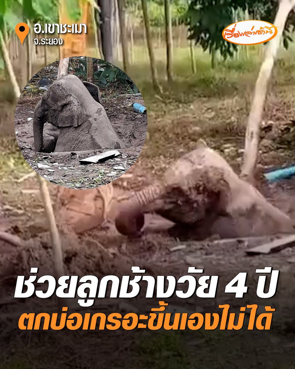 ช่วยชีวิตลูกช้างวัย 4 ปี ตกบ่อเกรอะ อ.เขาชะเมา จ.ระยอง ขึ้นเองไม่ได้ เจ้าหน้าที่นำรถแบ็กโฮมาขุดเปิดทางจนช่วยเหลือได้สำเร็จ #เรื่องเล่าเช้านี้ #ครอบครัวข่าว3 #ข่าวภูมิภาค #ระยอง