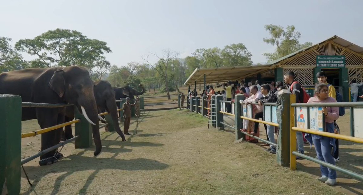 Theppakadu Elephant Camp (Mudumalai) - Where you meet the gentle giants of the Nilgiris