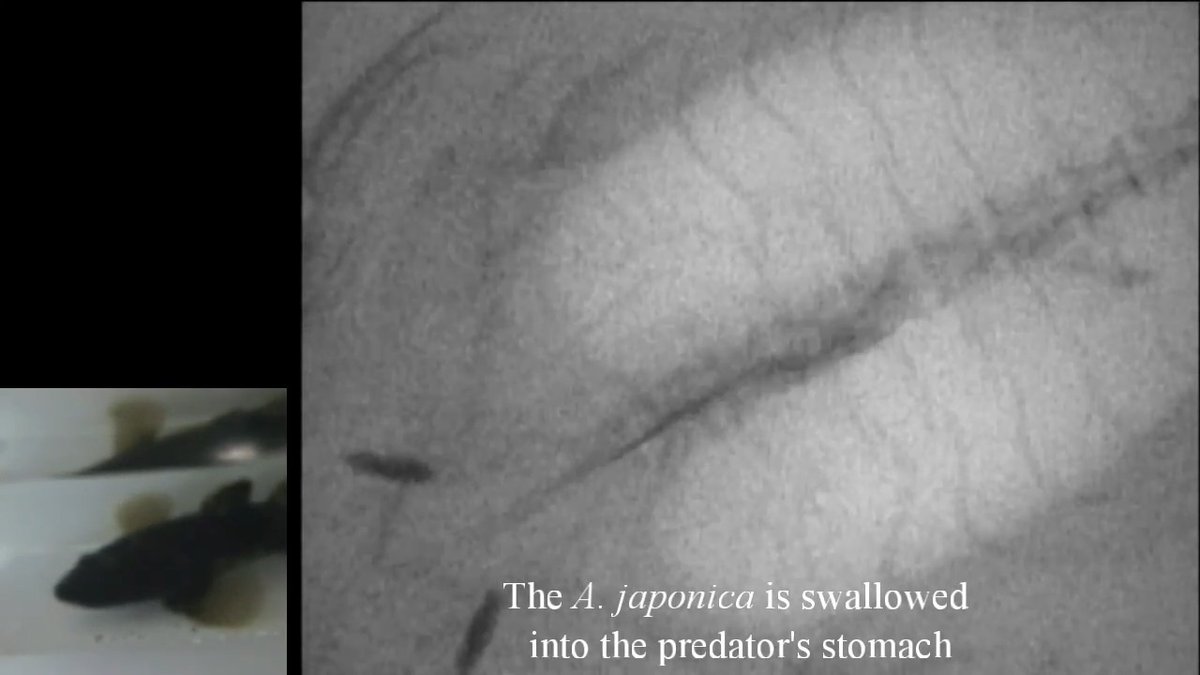 Some intrepid animals don’t stop fighting for their lives, even after they’ve been eaten. X-ray video from a 2024 study reveals one such daring escape. The unusual footage documents juvenile Japanese eels breaking out of the belly of a predatory fish. Learn more: #ScienceMagArchives