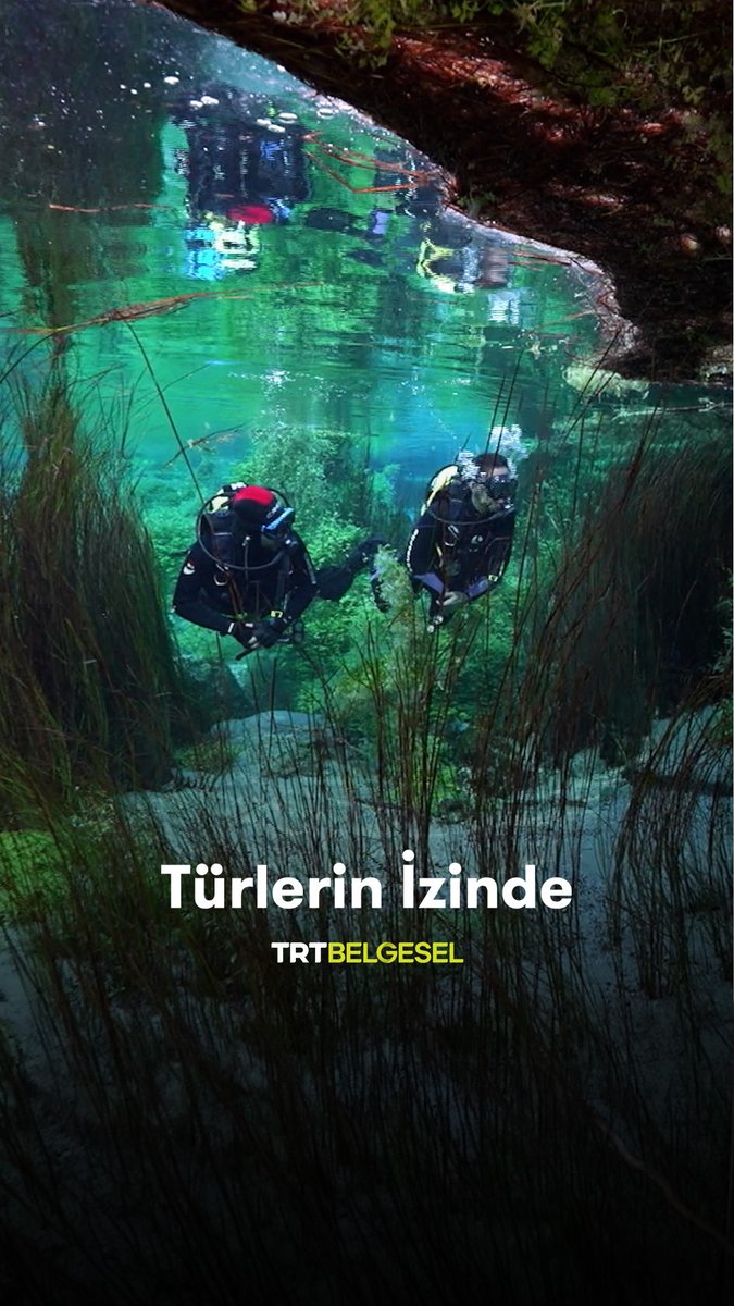 Sakaryabaşı’nın berrak suları, zengin bir su altı yaşamına ev sahipliği yapıyor. 💧 Bilim insanları, bu özel ekosistemde yeni diatom türlerinin izini sürüyor. "Türlerin İzinde", 21.10'da TRT Belgesel'de.
