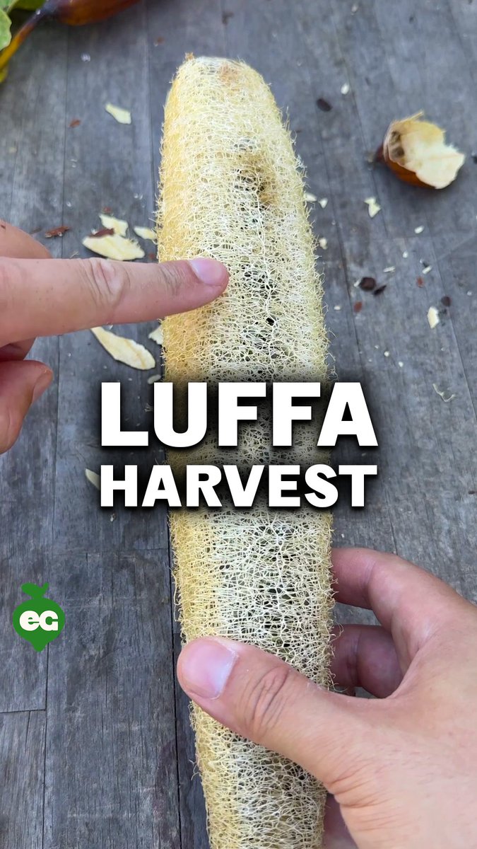 I GREW MY OWN SHOWER SPONGE - Luffas are actually gourds. Leave them on the vine until fully mature and dry, and they develop a tough network of natural fibers that makes a great sponge.