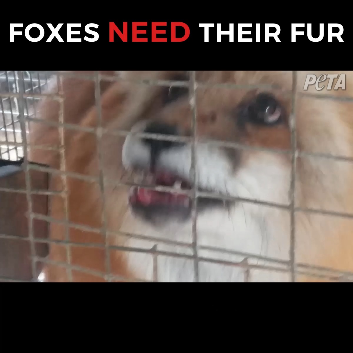 Fur farms are hell on Earth for the animals imprisoned in them 💔 #FurIsDead