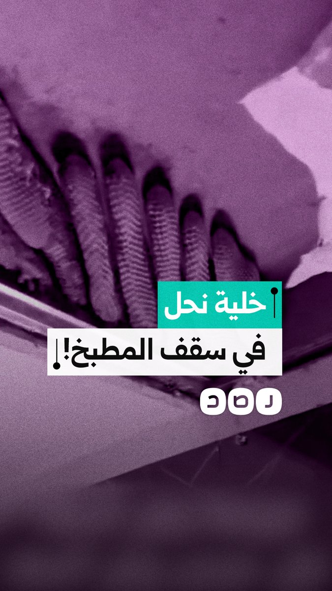 شاب يعثر على خلية نحل في سقف مطبخه بشكل مفاجئ دون معرفة سبب دخولها للمنزل