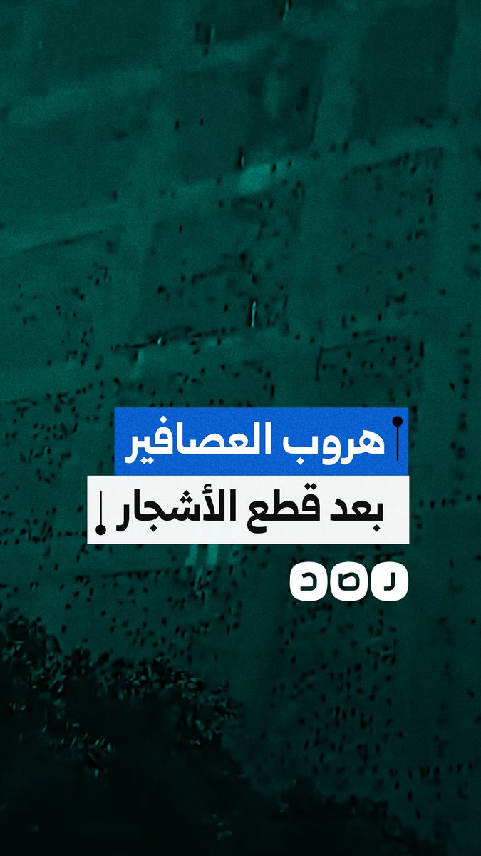 مواطنة توثق هروب العصافير لـ العمارات بعد حملة قطع الأشجار