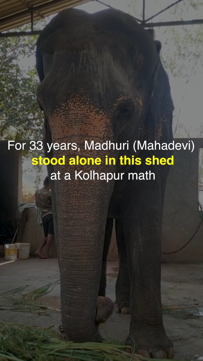 The ultimate betrayal 💔🐘 After 33 years alone and chained at a temple, Madhuri finally found safety, care, and companionship with PETA India's help at a rehab center. Now she’s been SENT BACK to where she suffered for decades. Take action: