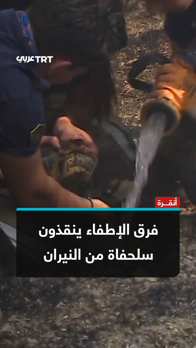 فرق الإطفاء تنقذ سلحفاة علقت وسط النيران وتقوم بتبريدها بالمياه خلال مكافحتهم حرائق بمنطقة غولباشي في مدينة أنقرة التركية #تفاعل ليصل إليك كل جديد