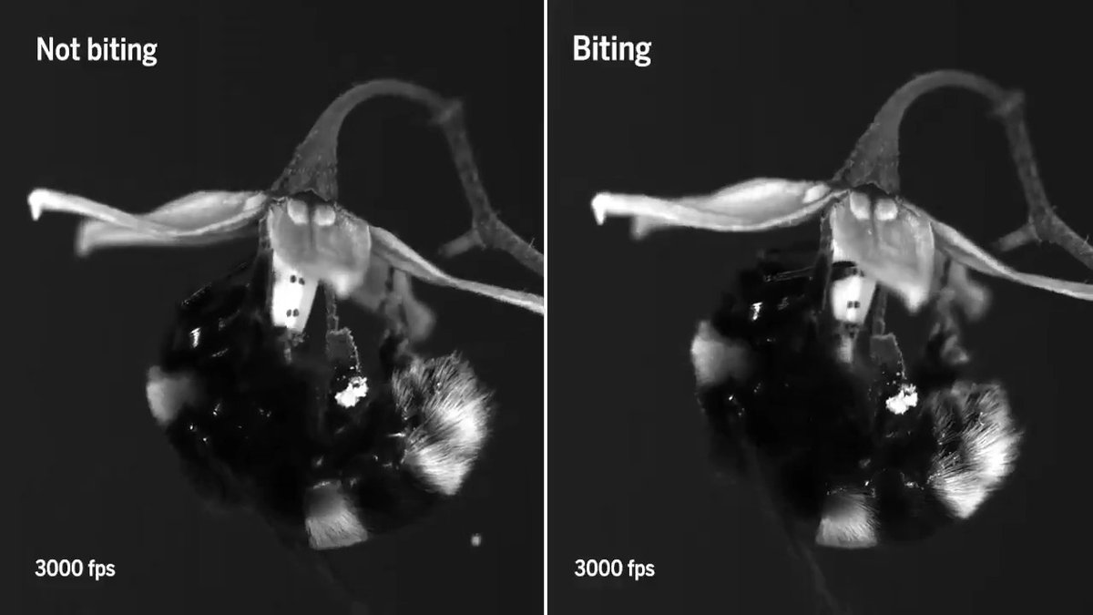 Head-banging bumble bees bite flowers to shake loose more pollen. Learn more: #ScienceMagArchives