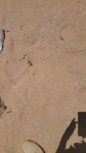 جا الحوثي ومعه لوز بلدي وفطس ماقد اكله 🤣