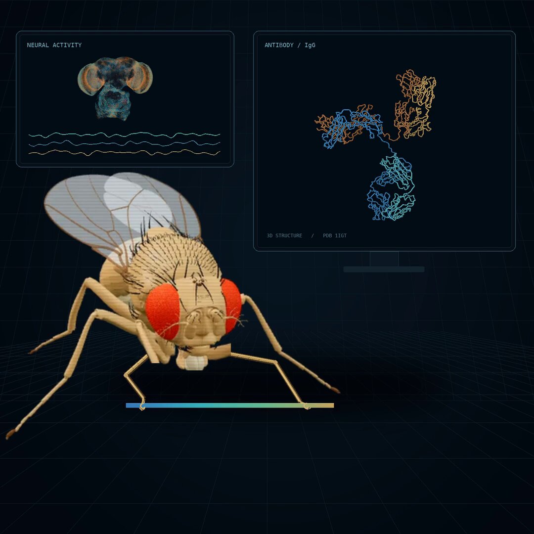 Hey Kyle Tretina, Ph.D., will you add this fruit fly model as well? 🪰 Lightweight, just 166K parameters. Let’s benchmark it against AlphaFold 😅 Demis Hassabis