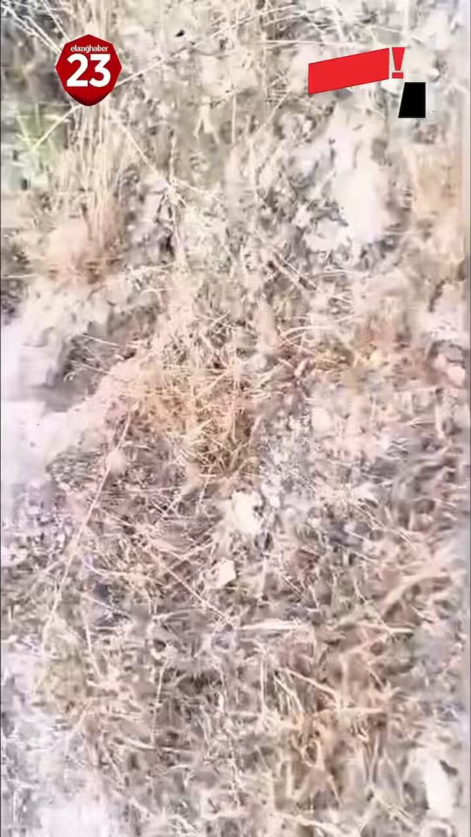 Keban’ın Gökbelen köyünde toprak altındaki eşek arısı yuvası görüntülendi. Yuvanın bir bal porsuğunun saldırısının ardından fark edildiği belirtildi. 🐝 #Elazığ #Keban