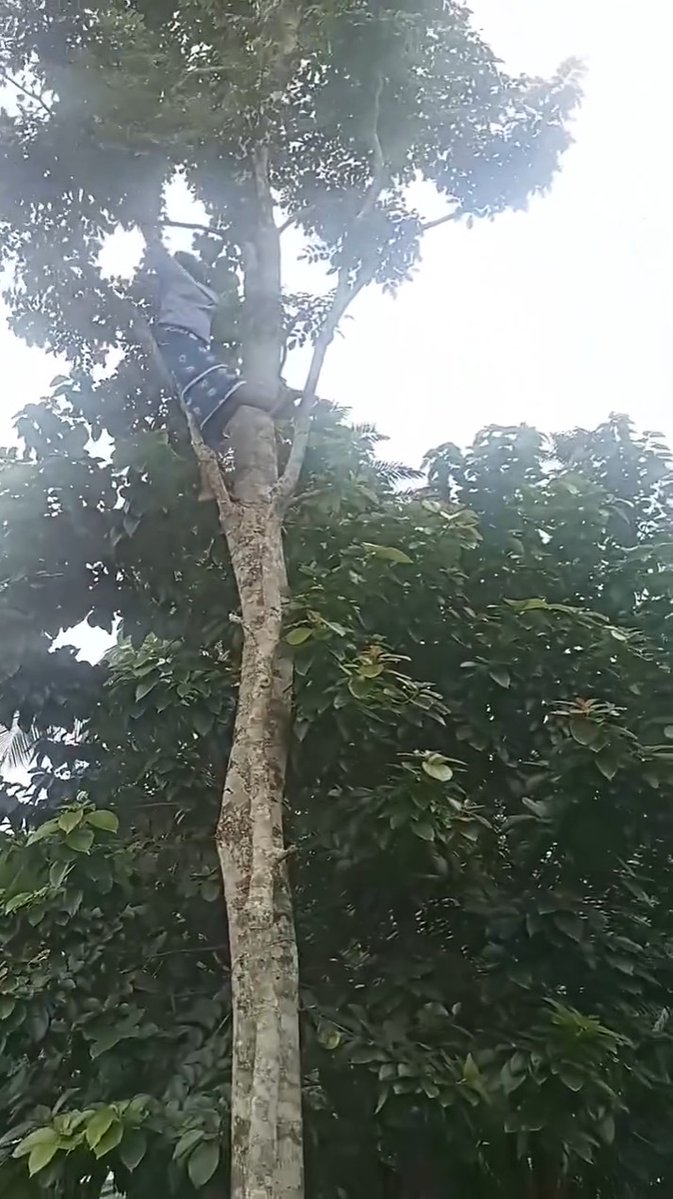 A mother displays her strength as she climbs a tall tree during the burial ceremony of her fellow mother👀👀