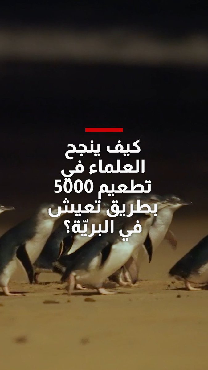 كيف ينجح العلماء في تطعيم 5000 بطريق تعيش في البريّة؟