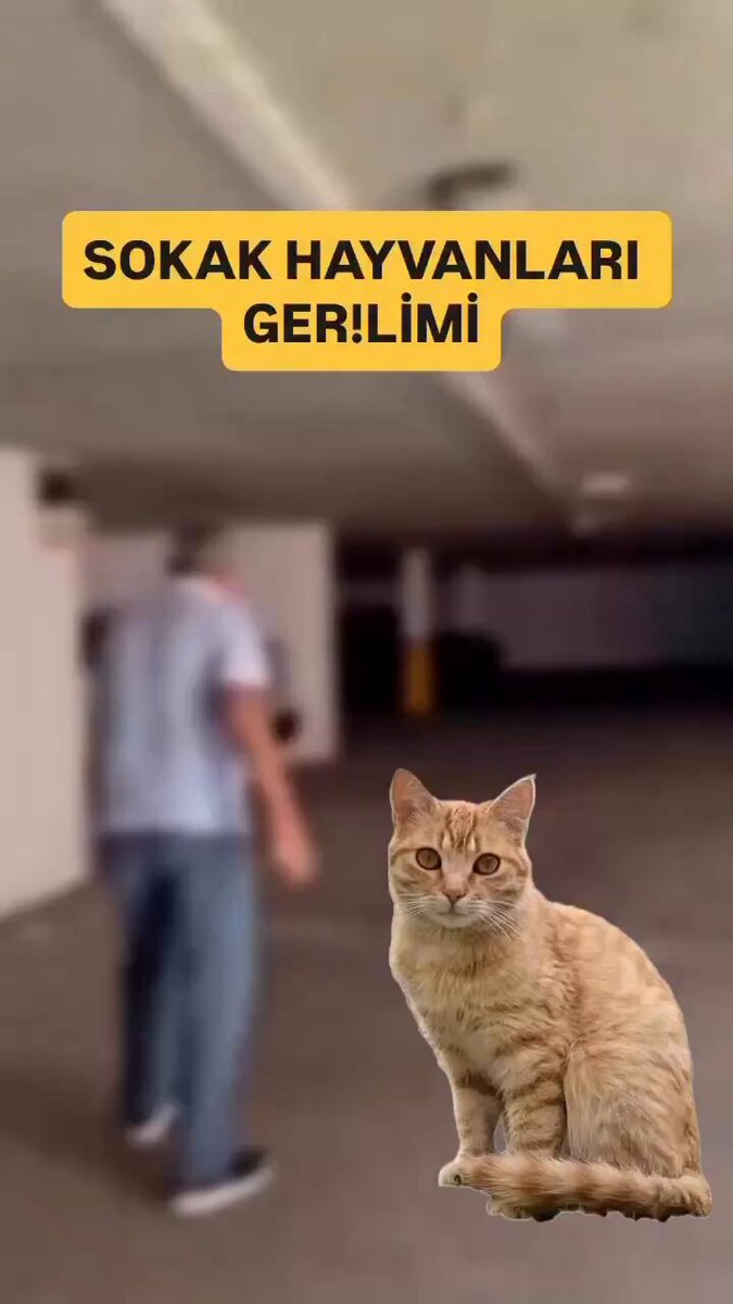 🆘 İstanbul/ Bahçeşehir /Gül blokları otoparkında ,kedileri besleyen gönüllü arkadaşımızın üzerine yürüyerek tehdit eden, şu şahısı ihbar ediyıruz ‼️Ayrıca Su kabını tekmeleyerek kedileri öldüreceğini söyledi‼️ İstanbul Emniyet Müdürlüğü #HayvanaŞiddetSuçtur