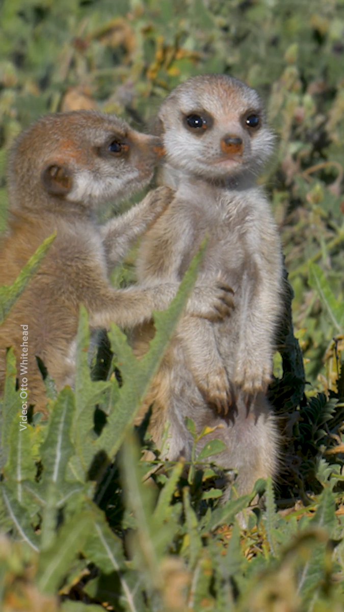 Meerkats live in a strict social hierarchy, but it's rooted in mutual cooperation that's crucial to their survival in the Kalahari desert. So a cute nudge goes a long way. Learn more about the complex social dynamics of meerkats: