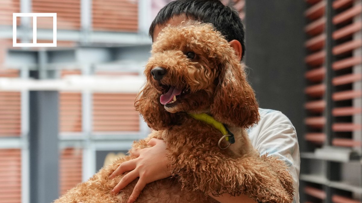Hong Kong authorities have stepped up checks on large dogs in public places to ensure they are properly leashed.