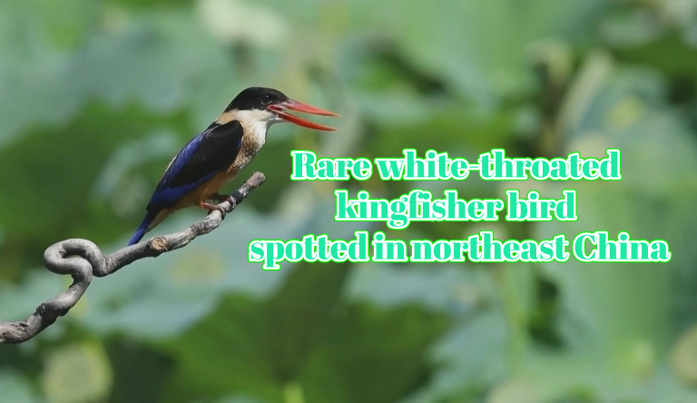 Watch: Rare white-throated kingfisher bird spotted in northeast China #ChinaSeen