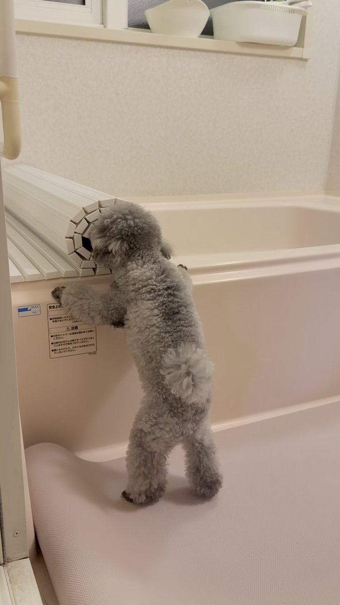 【祝🎊】お風呂のふたを閉めてくれる犬、ついに飼い主の手を借りることなく単独でふたを閉めることに成功！