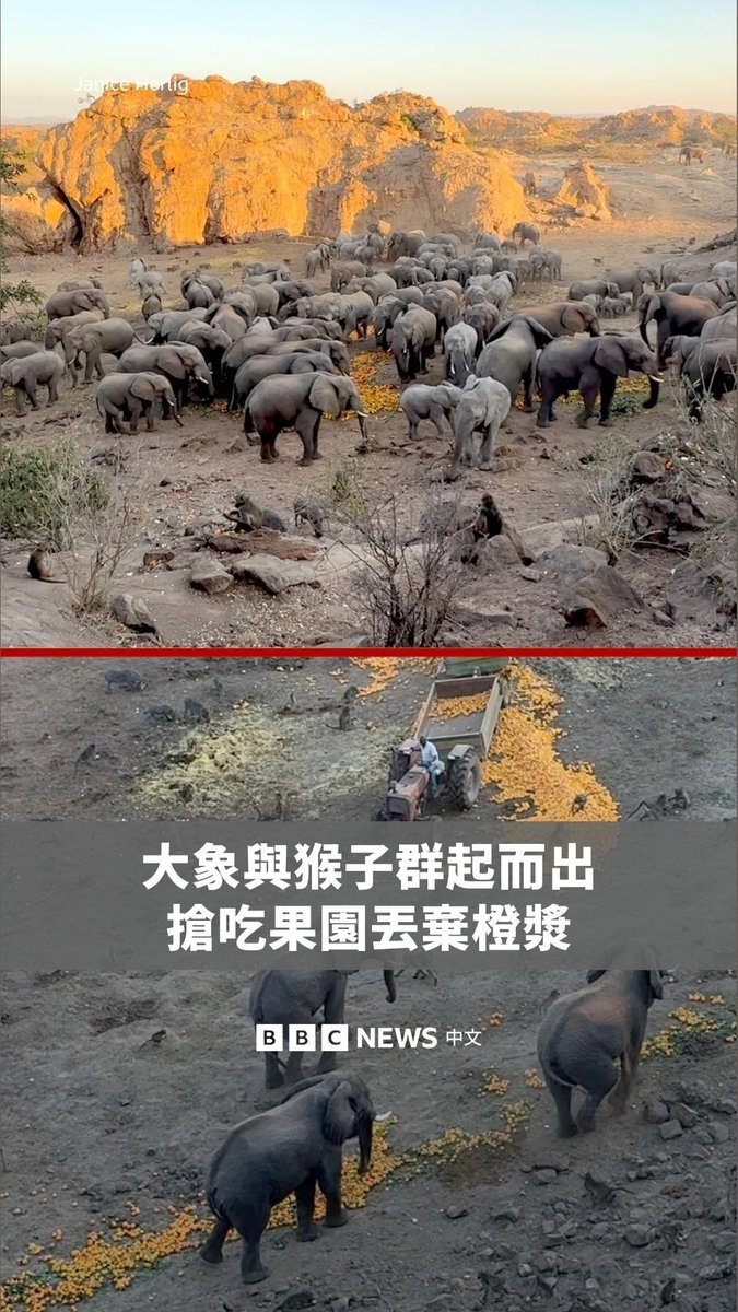 在津巴布韦,一大群野生大象、猴子和疣猪冲向被弃置的橙渣和次级橙进食。摄影师珍妮丝·赫利格(Janice Herlig)拍下了这一幕。 这种喂食活动在每年5月至9月的水果收成季节期间进行。社交媒体上有些人质疑,这会否令动物依赖这类喂食,但主事者表示,动物只是将其视为季节性的美食。