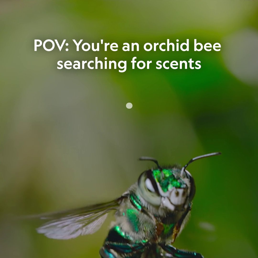 Bee cam: activate 🐝 #ARealBugsLife is streaming on Disney+