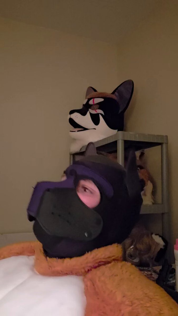 Whimper all you want pup, the head is going on and it is NOT coming off.
