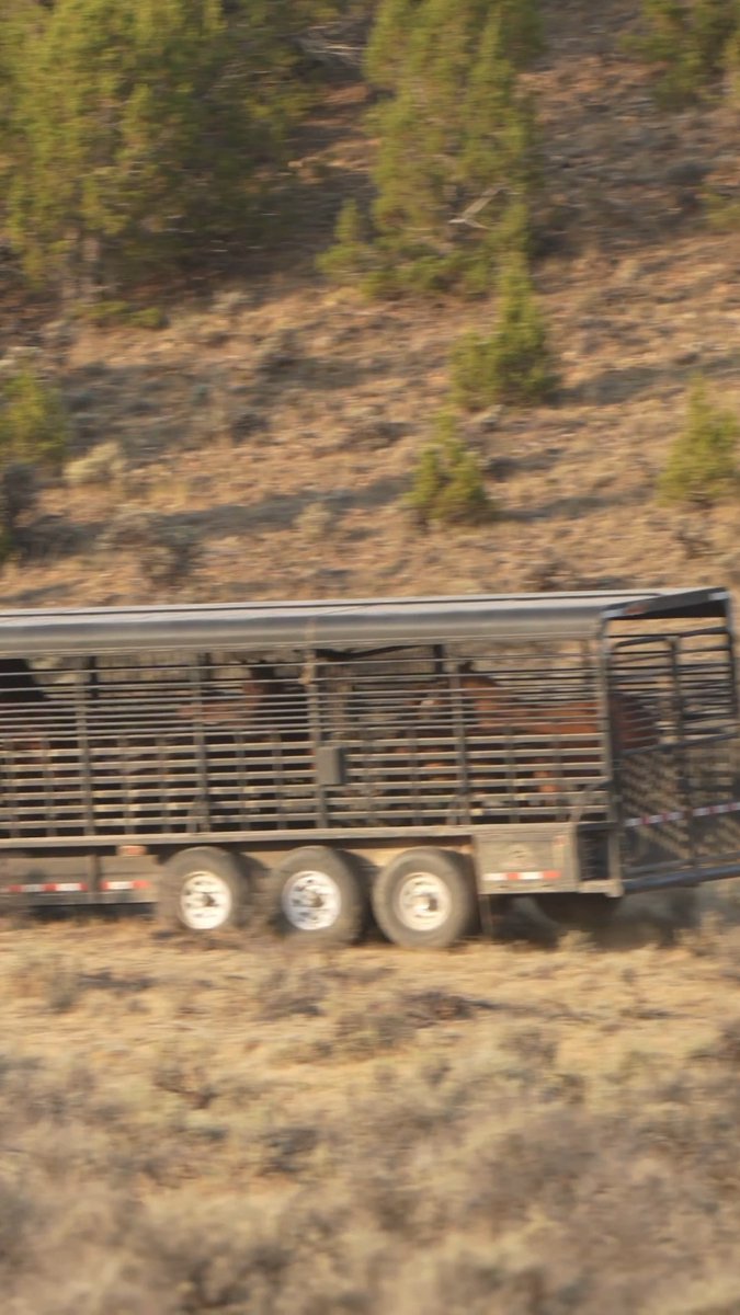 This is what removal looks like. Wild horses taken from their homes and herds. There is a better way. 💔 Roundup Updates: • Sheepshead/Heath Creek: 499 targeted • Challis: 281 gathered, ~146 planned for removal Follow Roundup Updates: