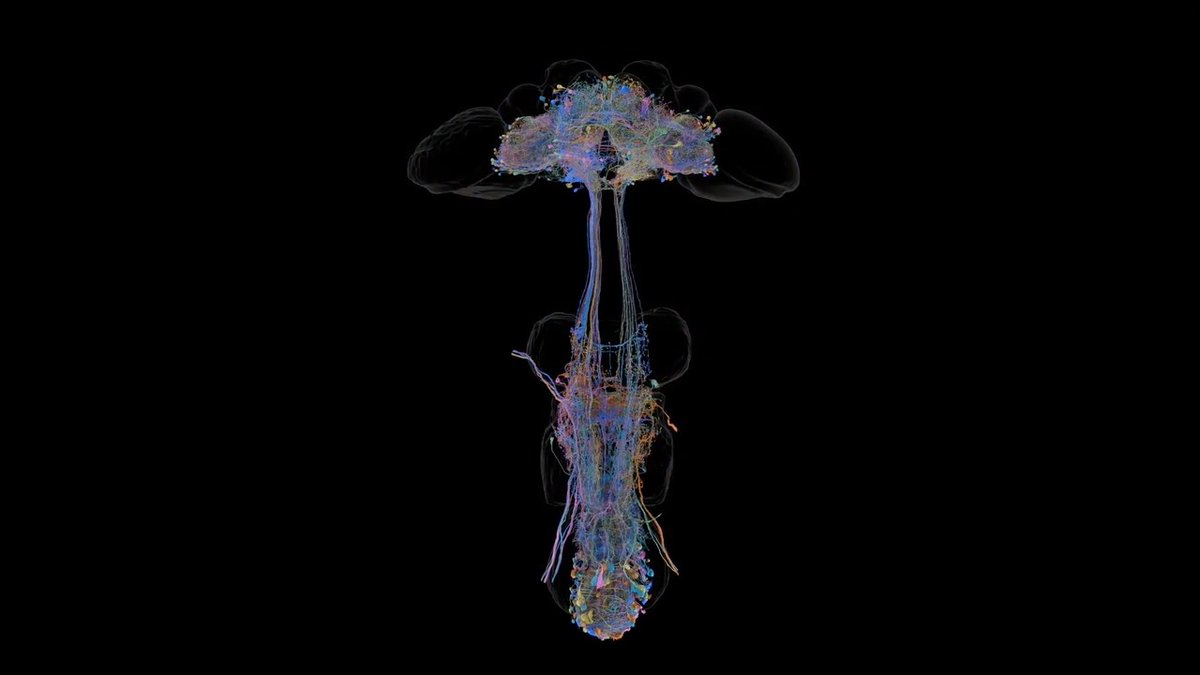 A speck in a dish—that’s all the nervous system of the fruit fly Drosophila melanogaster looks like to the naked eye. But look closely enough, and it resolves into a network of 166,700 nerve cells connected through 124.2 million synapses. The intricate map—called a connectome—has now been published, marking the end of an ambitious 20-year research project. Learn more: News from Science