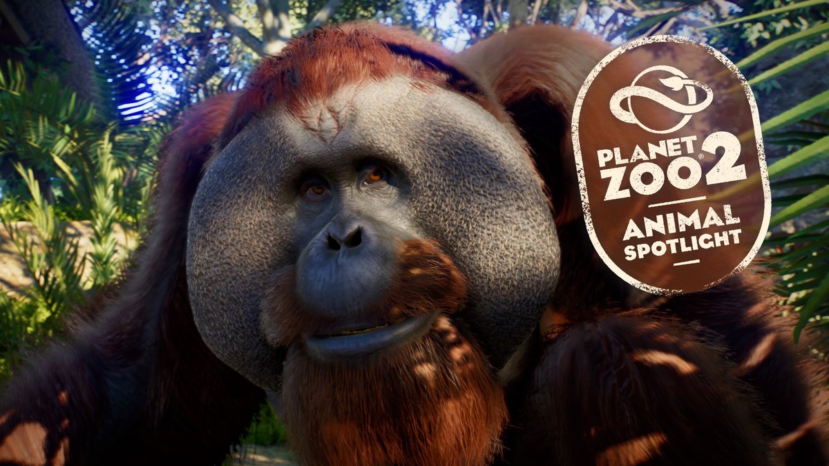 Get a little closer to one of the beautiful animals coming to Planet Zoo 2, the Sumatran orangutan, in our latest Animal Spotlight video! Pre-order Planet Zoo 2: