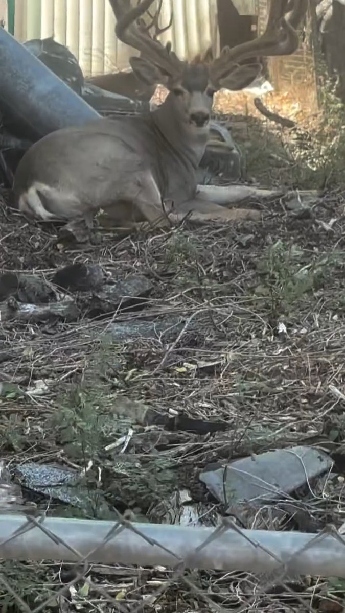 They always know the safe spots!! 👀🦌 📸@pastor_smiley_co 4 #FindYourAdventure #outdoors #hunting #deer #muledeer