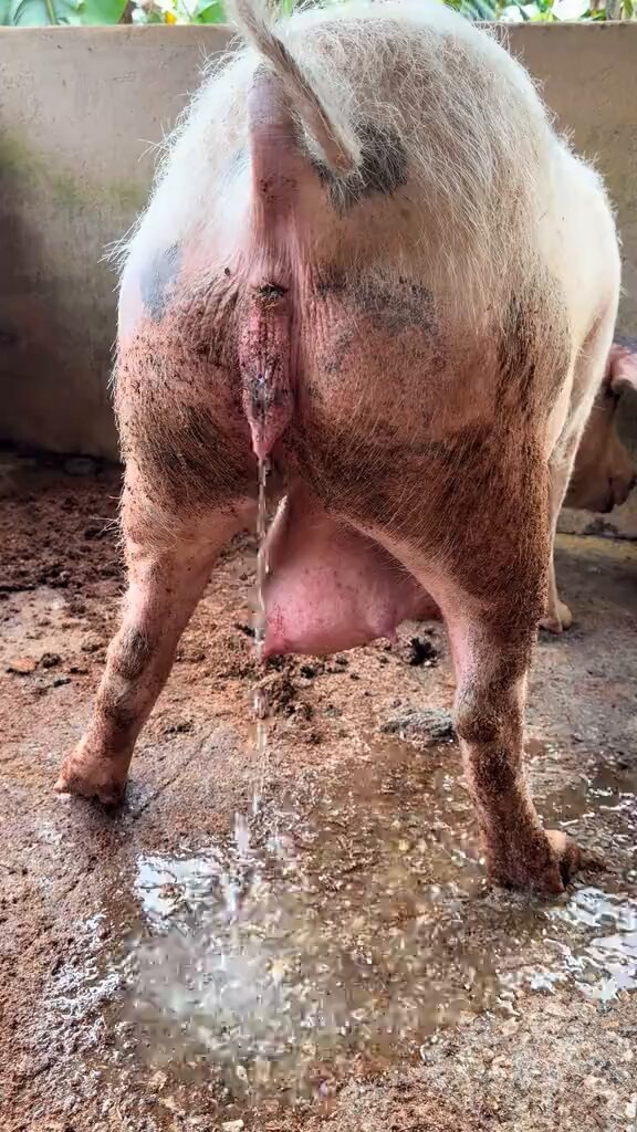 Viral pig breed